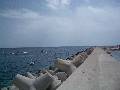 27. Tetrapods